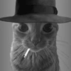 Más gatos tonotos 14