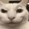 Meme kucing 9
