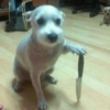 Doguitos🐶 6