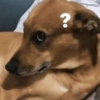 Perritos pal chat 🐕 13
