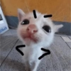 KUCING MEME 22