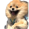 Cute Dogs  13