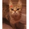 KUCING MEME 28