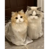 COUPLE CAT V2 11