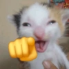 Meme kucing 13