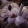 Gatos raros 9