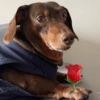 Animais com Emoji de Flor 🌹 20