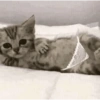Gatitos 😍 8