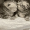 COUPLE CAT V2 7