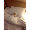 Perritos para el chat 🤣 14