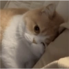Gatitos bonitos 😺💞 7