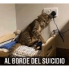 Gatitos 12