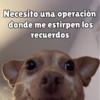 Perritos pal chat 🐕 30