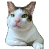 Bobby (kucing Prabowo) 6