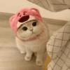 CAT CUTE EDIT😆 10