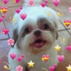 🐱🐾🐶 irl pets ll 🐶🐾🐱 15