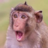 Monkey 17