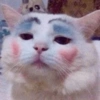 Gata de make memes 9