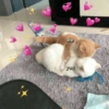 Gatinhos apaixonados 😻 15