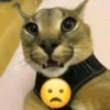 🌈🐈‍⬛✨️Gatos Funny Mood✨️🐈‍⬛🌈 10