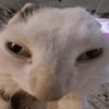MICHIS 🥰🐱 18