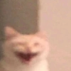 🌈🐈‍⬛✨️Gatos Funny Mood✨️🐈‍⬛🌈 7