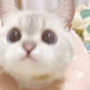 ✨🌸gatito blanco🌸✨ 26
