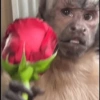 Macaquinhos reagindo  5