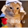 KUCING MEME 16