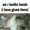 Cats 16