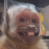 Macaquinhos reagindo  7