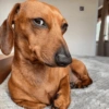 Cachorro. | @illvocano  Haki. 12