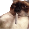 Gatos raros 11