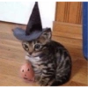 😺🎃 Gatitos para Halloween 😺🎃 9