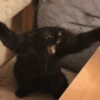Gatitos apocalípticos 🙀 19