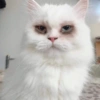 Memes de gatos 6