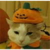 😺🎃 Gatitos para Halloween 😺🎃 13
