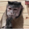 Monkey 6