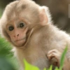 Monkey 9