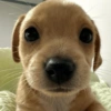 Memes cachorros  7