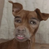 Perritos pal chat 🐕 20