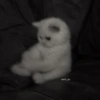 🌈🐈‍⬛✨️Gatos Funny Mood✨️🐈‍⬛🌈 28