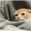 Gatinhos reagindo 7