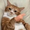 Cat meme 3 24