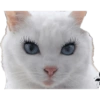 Gata de make memes 11