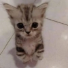 🌈🐈‍⬛✨️Gatos Funny Mood✨️🐈‍⬛🌈 11