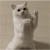 Gatitos bonitos 😺💞 6