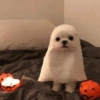 Halloween Animal🎃🔮 2