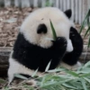 Panda 7