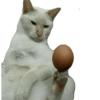 Gatinhos reações  7